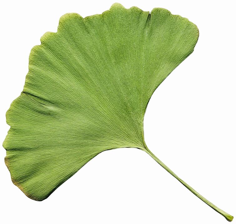 Die Varicone -Creme enthält Gingco Biloba -Extrakt